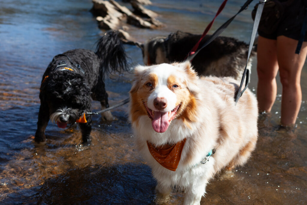 dogs on hike with guide
