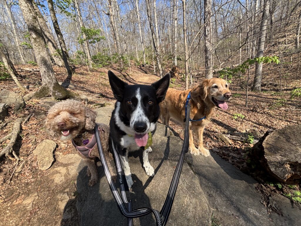 dogs on hike with guide