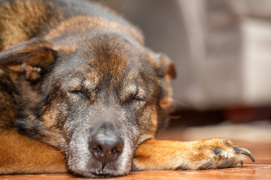 sleeping dog