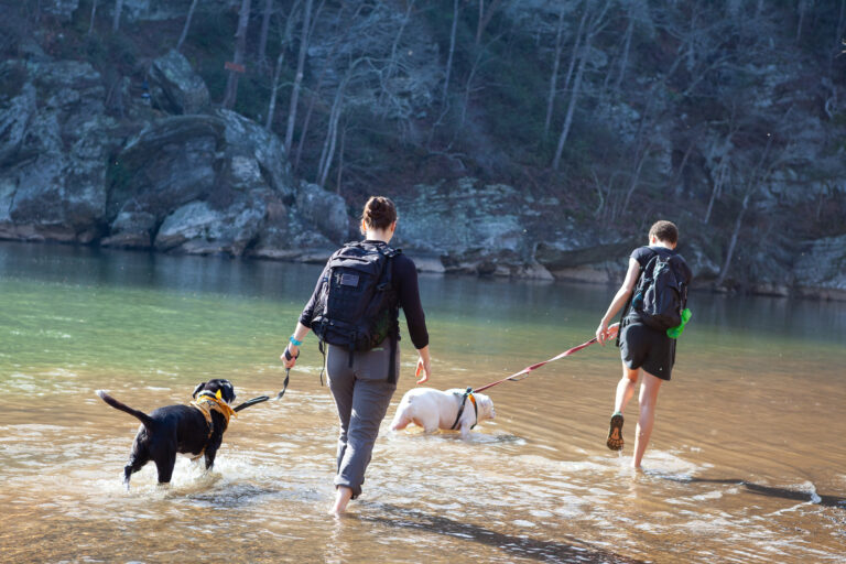 dogs on hike with guides