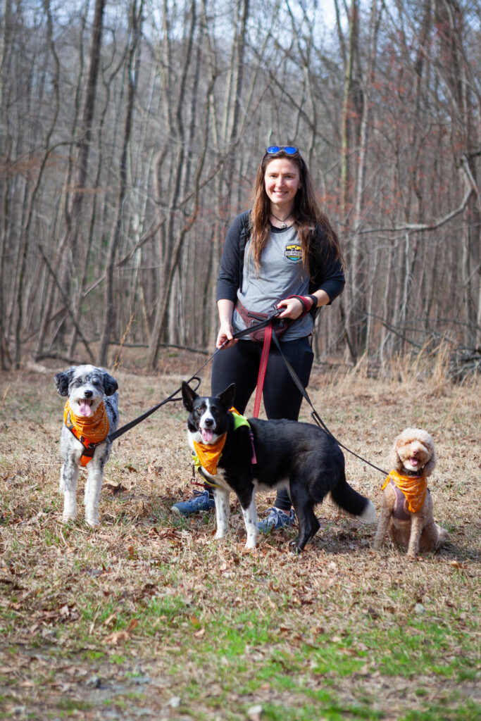 dogs on hike with guide