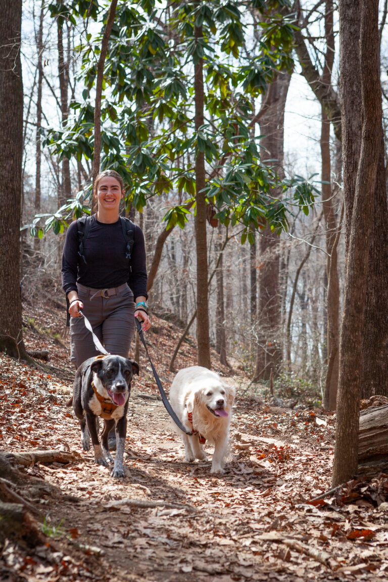 dogs on hike with guide