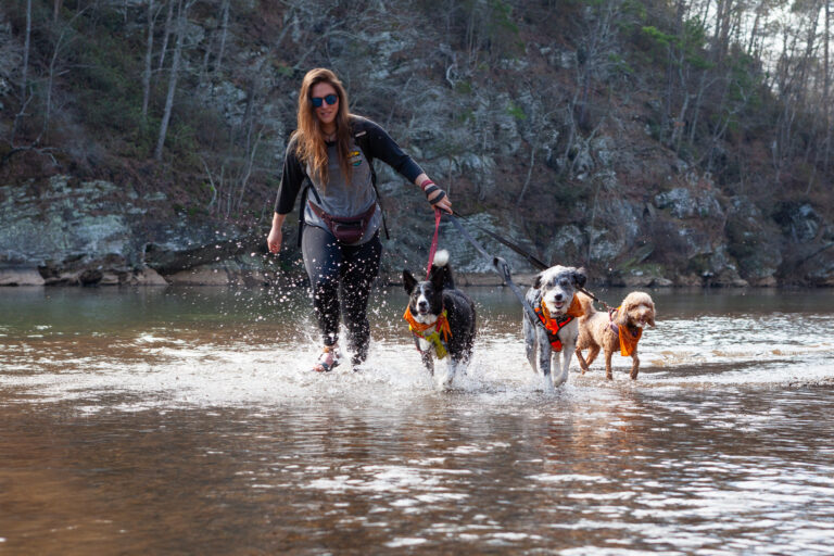 dogs on hike with guide