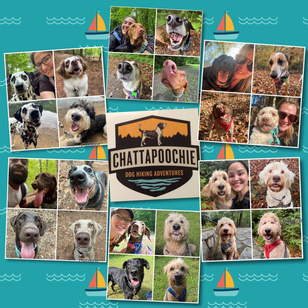 photo grid of dogs on hike